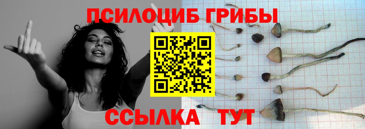 Псилоцибиновые грибы прущие грибы Санкт-Петербург